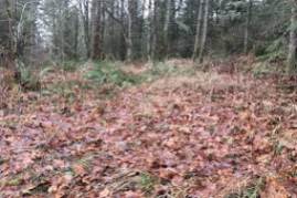 Into The Forest LFF 2018